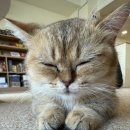 냥이 싸롱 이미지