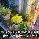 여름식물 인테리어 | 모기퇴치식물 직접 키워본 솔직 후기 키워봤더니, 여름밤이 확 달라졌어요!