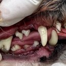 포곡동물병원 이미지