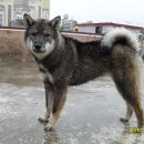 똥강아지 이미지