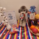 일산애견호텔 애견유치원 맘바이 일산점 이미지