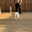 빌라반우 이미지