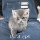 천안 고양이분양 도로시펫 이미지