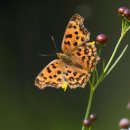길상(吉祥) | 🌸 모란도(牡丹圖) — 부귀와 길상의 상징 🌸