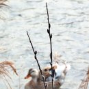 이리오너라 이미지