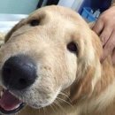 귀여워, 댕댕이 이미지