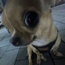 흠