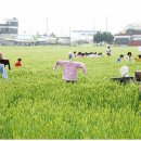 (군산뉴스) '제2회 군산꽁당보리축제' 이미지