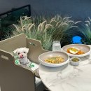 위드댕댕 | 강아지 동반 쇼핑몰 안에 애견카페 놀이터가? 위드랜드 동탄