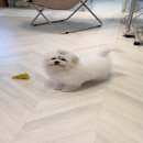 럽댕 강아지분양 이미지