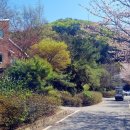 백야자연휴양림 이미지