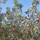 사과집민박 이미지