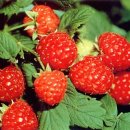 블루베리 앞 이미지