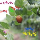 진명농원 이미지