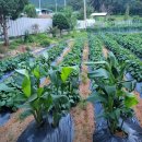 칸나(Canna)