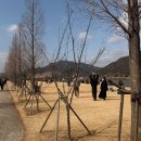 매화공원 이미지