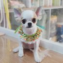 함안 애견샵 러블리펫 이미지