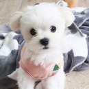 아기강아지 이미지
