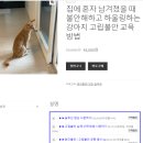낭창한 강아지 이미지