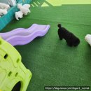 도그아트켄넬 이미지