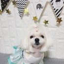 궁전애견 이미지