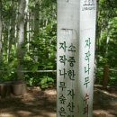 자작나무 숲(2)