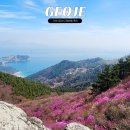 율천고등학교 | 거제 대금산 진달래꽃 군락지 진달래명소 개화현황 주차장 정상 풍경 후기