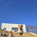 스테이 루비 이미지