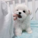 모찌모찌 Daum카페