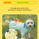 댕냥이라이프고양이애견용품펫마트 네이버블로그