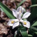 한붓꽃그림 이미지