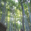 헤이안신궁 & 아라시야마 대숲 이미지