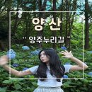 양산누리길 | 양산 양주누리길 수국 2025년 7월 개화 후기