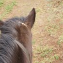 승마체험코스 이미지