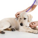 물빛동물병원 이미지