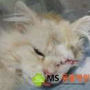 MS동물병원 네이버블로그