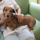 황제 동물병원 이미지