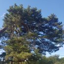 주봉초등학교 이미지