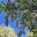 출렁다리 이팝나무길 이미지