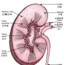 신장의 구조 및 명칭들 이미지