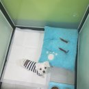 Lucky 애견샵 네이버블로그