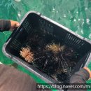 세부, 보홀 여행에서 꼭 해야 하는 액티비티 호핑투어는 세부 여행의 꽃입니다.