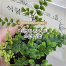 [🌱] 암흑상점 아디안텀 구매 후기