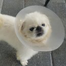 행복하개 밝개 자신있개 이미지