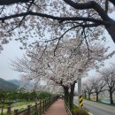 서산과 천안. 꽃축제 이미지