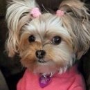 엘에이(LA)북창동 순두부 이미지