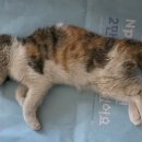 와룡로 52안길 이미지