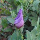 더리시안 이미지