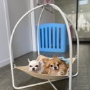 기계동물병원 이미지