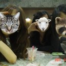 F77 | 빈티지 디카 사용후기... | casio ex-z60, sony dsc-f77, samsung vluu L730, vluu L301